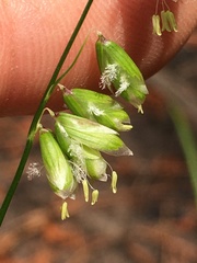 Melica mutica