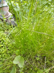 Carex disperma
