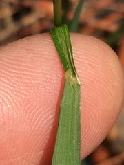 Melica mutica