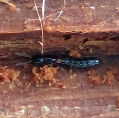 Atrecus macrocephalus