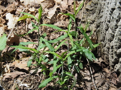 Solidago caesia