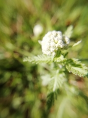 Achillea odorata