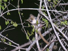 Microcebus griseorufus