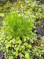 Carex leptalea