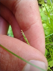 Carex leptalea