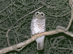 Athene superciliaris