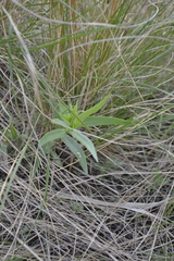 Gypsophila paniculata