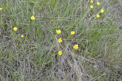 Ranunculus pedatus