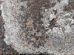 Lecanora campestris