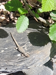 Darevskia daghestanica