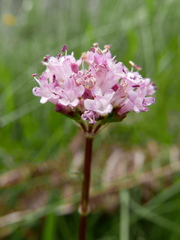 Valeriana tuberosa