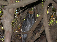 Otus rutilus
