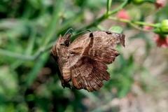 Helias phalaenoides