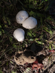 Vascellum lloydianum