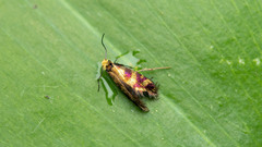 Micropterix tunbergella