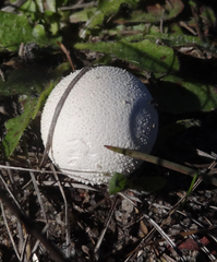 Vascellum lloydianum