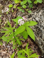 Asclepias quadrifolia
