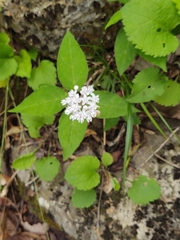 Asclepias quadrifolia