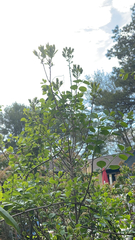 Pittosporum crassifolium