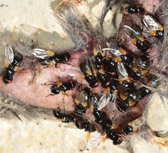 Ulidia apicalis