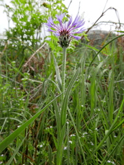 Centaurea graminifolia