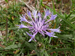 Centaurea graminifolia