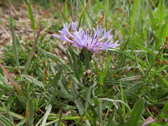Centaurea graminifolia