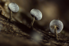 Physarum leucophaeum