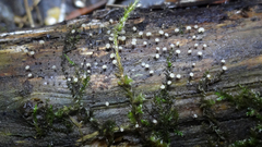 Physarum leucophaeum