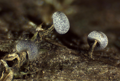 Physarum leucophaeum