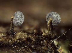 Physarum leucophaeum