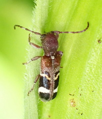 Psenocerus supernotatus