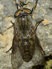 Tabanus glaucopis