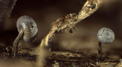 Physarum leucophaeum