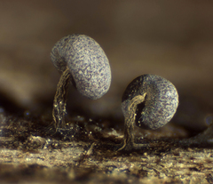 Physarum leucophaeum