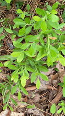 Vaccinium tenellum