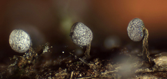Physarum leucophaeum
