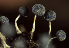 Physarum globuliferum