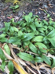 Tricyrtis formosana