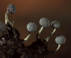 Physarum globuliferum
