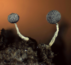 Physarum globuliferum