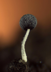 Physarum globuliferum