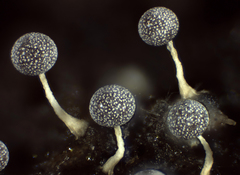 Physarum globuliferum