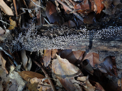 Physarum globuliferum