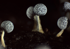 Physarum globuliferum