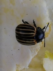 Leptinotarsa melanothorax