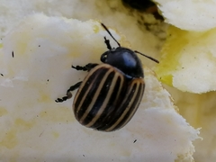 Leptinotarsa melanothorax