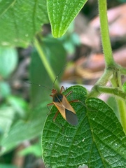 Hypselonotus bitrianguliger