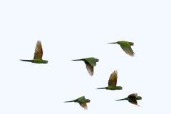 Psittacara chloropterus