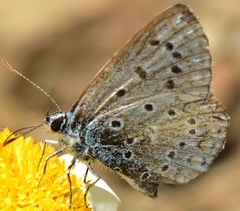 Polyommatus celina